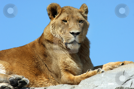 To use this stock image in your creative project, please select the size you need over to the right and click the "Add to Cart" button.
Your downloaded image will come with the Cutcaster watermark removed so don’t worry about the watermark you see on this page. Lioness stock photo, Lioness laying on high rock against blue sky background. by Megan Lorenz