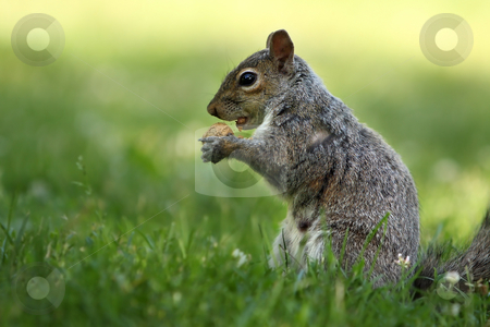 To use this stock image in your creative project, please select the size you need over to the right and click the "Add to Cart" button.
Your downloaded image will come with the Cutcaster watermark removed so don’t worry about the watermark you see on this page. Hungry Squirrel stock photo, Squirrel eating a peanut against a blurred background by Megan Lorenz