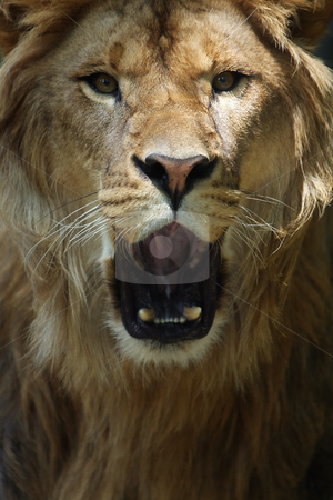 To use this stock image in your creative project, please select the size you need over to the right and click the "Add to Cart" button.
Your downloaded image will come with the Cutcaster watermark removed so don’t worry about the watermark you see on this page. The King stock photo, Male Lion roaring at the camera. by Megan Lorenz