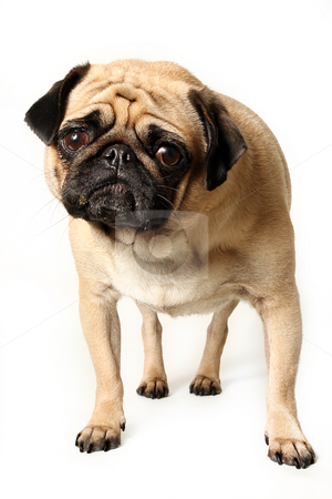 To use this stock image in your creative project, please select the size you need over to the right and click the "Add to Cart" button.
Your downloaded image will come with the Cutcaster watermark removed so don’t worry about the watermark you see on this page. The Question stock photo, Pug looking at the camera and tilting her head. Isolated on white. by Megan Lorenz