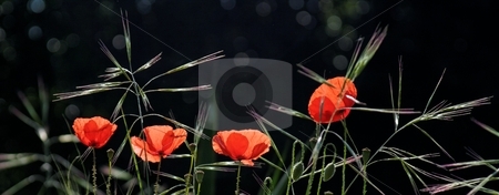 To use this stock image in your creative project, please select the size you need over to the right and click the "Add to Cart" button.
Your downloaded image will come with the Cutcaster watermark removed so don’t worry about the watermark you see on this page. Poppy stock photo, Red poppy on landscape by Sinephot