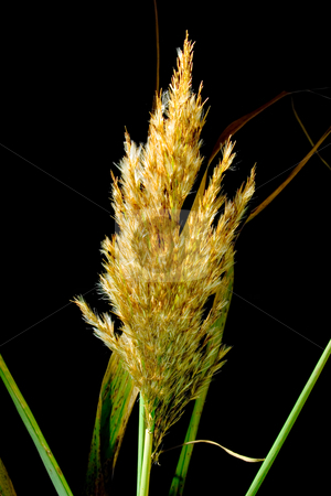 To use this stock image in your creative project, please select the size you need over to the right and click the "Add to Cart" button.
Your downloaded image will come with the Cutcaster watermark removed so don’t worry about the watermark you see on this page. Grass of the pampa stock photo, Grass of the pampa on black background by Sinephot