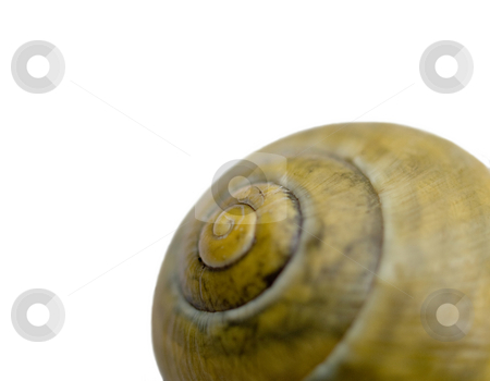 To use this stock image in your creative project, please select the size you need over to the right and click the "Add to Cart" button.
Your downloaded image will come with the Cutcaster watermark removed so don’t worry about the watermark you see on this page. Snail shell stock photo, Macro of a snail shell with selective focusing isolated on white by Laurent Dambies