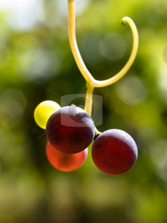 To use this stock image in your creative project, please select the size you need over to the right and click the "Add to Cart" button.
Your downloaded image will come with the Cutcaster watermark removed so don’t worry about the watermark you see on this page. Multicolored grapes stock photo, Macro of multicolored grapes with shallow depth of field by Laurent Dambies
