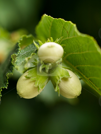 To use this stock image in your creative project, please select the size you need over to the right and click the "Add to Cart" button.
Your downloaded image will come with the Cutcaster watermark removed so don’t worry about the watermark you see on this page. Young hazelnuts macro stock photo, Young hazelnuts macro with shallow depth of field by Laurent Dambies