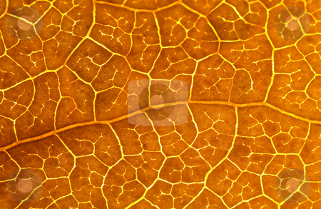 To use this stock image in your creative project, please select the size you need over to the right and click the "Add to Cart" button.
Your downloaded image will come with the Cutcaster watermark removed so don’t worry about the watermark you see on this page. Beautiful brown leaf macro stock photo, Autumn leaf macro back lit by Laurent Dambies