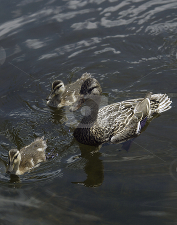 To use this stock image in your creative project, please select the size you need over to the right and click the "Add to Cart" button.
Your downloaded image will come with the Cutcaster watermark removed so don’t worry about the watermark you see on this page. Family of Ducks stock photo, July 12, 2003 : A family of ducks could be seen swimming near the boat launch of Kitsap Lake in Bremerton, Washington. by Jesse Beals