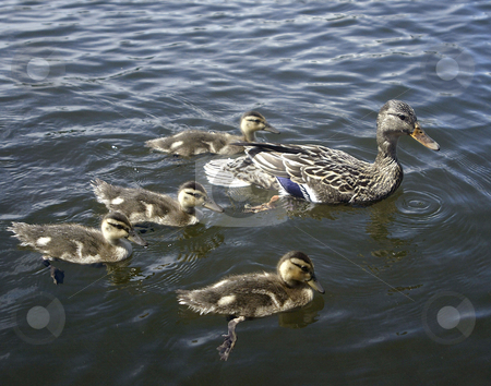 To use this stock image in your creative project, please select the size you need over to the right and click the "Add to Cart" button.
Your downloaded image will come with the Cutcaster watermark removed so don’t worry about the watermark you see on this page. Family of Ducks stock photo, July 12, 2003 : A family of ducks could be seen swimming near the boat-launch of Kitsap Lake in Bremerton, Washington. by Jesse Beals