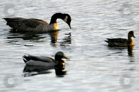 To use this stock image in your creative project, please select the size you need over to the right and click the "Add to Cart" button.
Your downloaded image will come with the Cutcaster watermark removed so don’t worry about the watermark you see on this page. Canadian Geese stock photo, October 10, 2003 : A flock of Canadian Geese and ducks could be seen swimming in Dyes Inlet along Lions Park beach in Bremerton, Washington.. by Jesse Beals