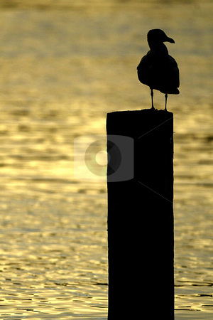 To use this stock image in your creative project, please select the size you need over to the right and click the "Add to Cart" button.
Your downloaded image will come with the Cutcaster watermark removed so don’t worry about the watermark you see on this page. Silhouetted Seagull stock photo, October 10, 2003 : A seagulls resting on a pole is Silhouetted on the water of Dyes Inlet as the sun set over the brothers mountains putting off a golden glow over the water along Lions Park beach in Bremerton, Washington.. by Jesse Beals