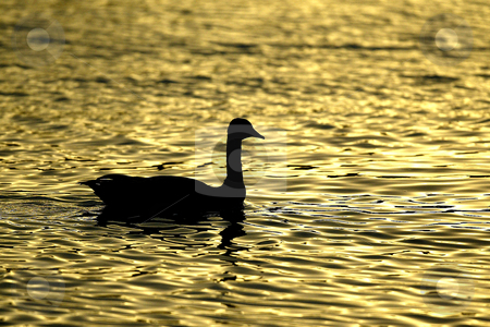To use this stock image in your creative project, please select the size you need over to the right and click the "Add to Cart" button.
Your downloaded image will come with the Cutcaster watermark removed so don’t worry about the watermark you see on this page. Golden Canadian Goose stock photo, October 10, 2003 : A Canadian Geese is Silhouetted on the water of Dyes Inlet as the sun set over the brothers mountains putting off a golden glow over the water along Lions Park beach in Bremerton, Washington.. by Jesse Beals