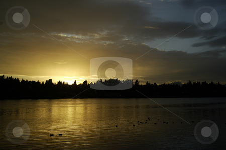 To use this stock image in your creative project, please select the size you need over to the right and click the "Add to Cart" button.
Your downloaded image will come with the Cutcaster watermark removed so don’t worry about the watermark you see on this page. Sunset over flock of ducks stock photo, October 10, 2003 : A golden sunset lit up the skies over Dyes Inlet near Lions Park in Bremerton, Washington. A flock of ducks could be seen across the water reflecting on the water. by Jesse Beals