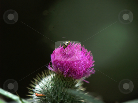 To use this stock image in your creative project, please select the size you need over to the right and click the "Add to Cart" button.
Your downloaded image will come with the Cutcaster watermark removed so don’t worry about the watermark you see on this page. Lady bug on purple thistle with green spikes stock photo, Purple thistle with green spikes and lady bug by Jeff Cleveland