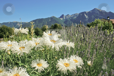 To use this stock image in your creative project, please select the size you need over to the right and click the "Add to Cart" button.
Your downloaded image will come with the Cutcaster watermark removed so don’t worry about the watermark you see on this page. Daisy flowers stock photo, Daisy flowers by Rafael Franceschini