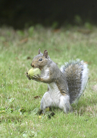 To use this stock image in your creative project, please select the size you need over to the right and click the "Add to Cart" button.
Your downloaded image will come with the Cutcaster watermark removed so don’t worry about the watermark you see on this page. Squirrel with a nut stock photo, A squirrel looks for a spot to hide it's walnut in Tracyton on Wednesday. by Jesse Beals