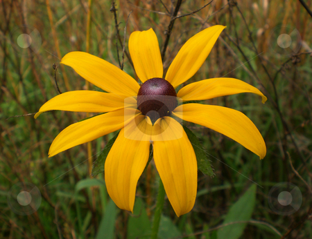 To use this stock image in your creative project, please select the size you need over to the right and click the "Add to Cart" button.
Your downloaded image will come with the Cutcaster watermark removed so don’t worry about the watermark you see on this page. Rudbeckia hirta stock photo, by J.G. Byers