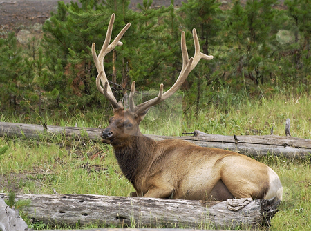 To use this stock image in your creative project, please select the size you need over to the right and click the "Add to Cart" button.
Your downloaded image will come with the Cutcaster watermark removed so don’t worry about the watermark you see on this page. Bull Elk stock photo, This Bull Elk takes a little break during a late summer day in Yellowstone Park. by Tim Thompson