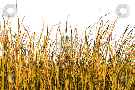 To use this stock image in your creative project, please select the size you need over to the right and click the "Add to Cart" button.
Your downloaded image will come with the Cutcaster watermark removed so don’t worry about the watermark you see on this page. Isolated Grass stock photo, Long blades of grass and reeds isolated against a white background by Richard Nelson
