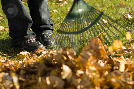 To use this stock image in your creative project, please select the size you need over to the right and click the "Add to Cart" button.
Your downloaded image will come with the Cutcaster watermark removed so don’t worry about the watermark you see on this page. Raking Leaves stock photo, A child helping with fall chores, by raking leaves by Richard Nelson