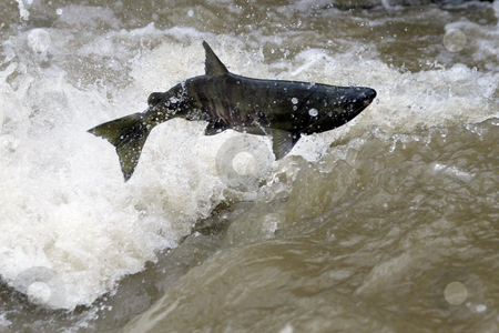 To use this stock image in your creative project, please select the size you need over to the right and click the "Add to Cart" button.
Your downloaded image will come with the Cutcaster watermark removed so don’t worry about the watermark you see on this page. Chum Salmon stock photo, October 9, 2003 : The Chico Creek in Bremerton, Washington is known for it's large numbers of returning Chum Salmon each year. Fisherman wanting to catch a Chum Salmon are only allowed to fish from the mouth of the river, this way the Chum Salmon have a chance to spawn each year with out losing numbers in the returns. by Jesse Beals