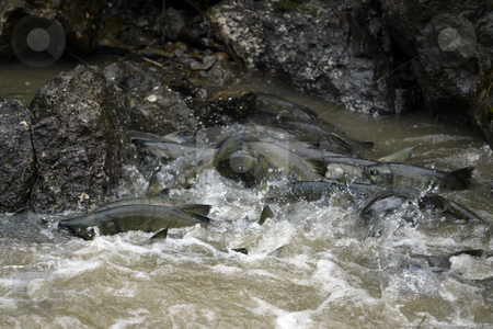 To use this stock image in your creative project, please select the size you need over to the right and click the "Add to Cart" button.
Your downloaded image will come with the Cutcaster watermark removed so don’t worry about the watermark you see on this page. Chum Salmon stock photo, October 9, 2003 : The Chico Creek in Bremerton, Washington is known for it's large numbers of returning Chum Salmon each year. Fisherman wanting to catch a Chum Salmon are only allowed to fish from the mouth of the river, this way the Chum Salmon have a chance to spawn each year with out losing numbers in the returns. by Jesse Beals