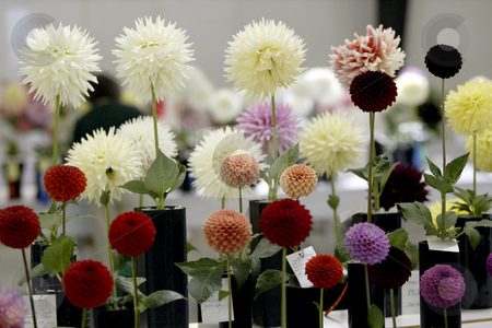 To use this stock image in your creative project, please select the size you need over to the right and click the "Add to Cart" button.
Your downloaded image will come with the Cutcaster watermark removed so don’t worry about the watermark you see on this page. The Dahlia flower show stock photo, August 2, 2003 : The Dahlia flower show in Bremerton, Washington brings out contestants from all over the region to compete in the Dahlia flower show showing off all types of colors and sizes of Dahlia flower. by Jesse Beals