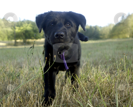To use this stock image in your creative project, please select the size you need over to the right and click the "Add to Cart" button.
Your downloaded image will come with the Cutcaster watermark removed so don’t worry about the watermark you see on this page. Black Lab stock photo, July 28, 2003 : A young black lab puppy enjoyed the open fields of Howe Farm Dog Park in Port Orchard, Washington. Howe Farm is a park were dogs can run around with out a leash on. by Jesse Beals