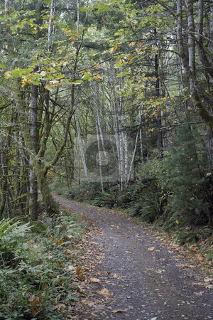 To use this stock image in your creative project, please select the size you need over to the right and click the "Add to Cart" button.
Your downloaded image will come with the Cutcaster watermark removed so don’t worry about the watermark you see on this page. Trail stock photo, October 10, 2003 : The road down to Guillemot Cove in Seabeck, Washington is draped with fall colors from the falling leaves.. by Jesse Beals
