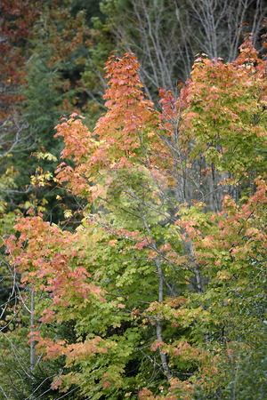 To use this stock image in your creative project, please select the size you need over to the right and click the "Add to Cart" button.
Your downloaded image will come with the Cutcaster watermark removed so don’t worry about the watermark you see on this page. Fall Leaves stock photo, October 10, 2003 : The leaves on trees in Guillemot Cove in Seabeck, Washington changed colors from bright green to a rusty red color as fall neared. by Jesse Beals