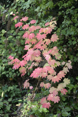 To use this stock image in your creative project, please select the size you need over to the right and click the "Add to Cart" button.
Your downloaded image will come with the Cutcaster watermark removed so don’t worry about the watermark you see on this page. Fall Leaves stock photo, October 10, 2003 : The leaves on trees in Guillemot Cove in Seabeck, Washington changed colors from bright green to a rusty red color as fall neared. by Jesse Beals