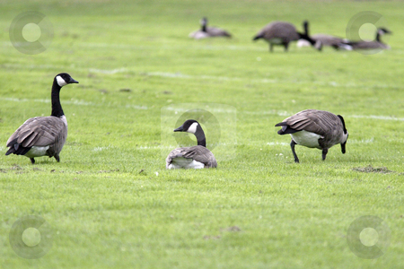 To use this stock image in your creative project, please select the size you need over to the right and click the "Add to Cart" button.
Your downloaded image will come with the Cutcaster watermark removed so don’t worry about the watermark you see on this page. Canadian Geese stock photo, August 20, 2008: A flock of Canadian Geese could be seen resting on the softball fields at South Kitsap high school in Port Orchard, Washington. The Canadian Geese look for insects to eat on the grassy fields. by Jesse Beals