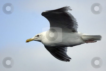 To use this stock image in your creative project, please select the size you need over to the right and click the "Add to Cart" button.
Your downloaded image will come with the Cutcaster watermark removed so don’t worry about the watermark you see on this page. Seagull stock photo, July 22, 2008: A seagull follows behind the Walla Walla Washington State Ferry in hopes of getting a snack thrown it's way from passengers on the auto ferry heading from Seattle to Bremerton, Washington. by Jesse Beals