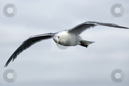 To use this stock image in your creative project, please select the size you need over to the right and click the "Add to Cart" button.
Your downloaded image will come with the Cutcaster watermark removed so don’t worry about the watermark you see on this page. Seagull stock photo, July 22, 2008: A seagull follows behind the Walla Walla Washington State Ferry in hopes of getting a snack thrown it's way from passengers on the auto ferry heading from Seattle to Bremerton, Washington. by Jesse Beals