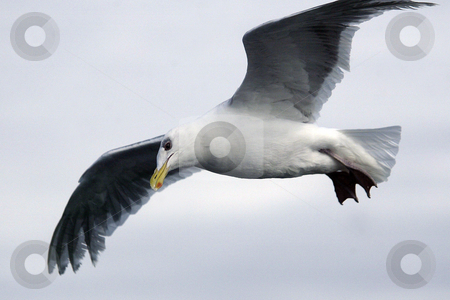 To use this stock image in your creative project, please select the size you need over to the right and click the "Add to Cart" button.
Your downloaded image will come with the Cutcaster watermark removed so don’t worry about the watermark you see on this page. Seagull stock photo, July 22, 2008: A seagull follows behind the Walla Walla Washington State Ferry in hopes of getting a snack thrown it's way from passengers on the auto ferry heading from Seattle to Bremerton, Washington. by Jesse Beals