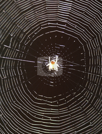 To use this stock image in your creative project, please select the size you need over to the right and click the "Add to Cart" button.
Your downloaded image will come with the Cutcaster watermark removed so don’t worry about the watermark you see on this page. Grammonota Spider stock photo, July 16, 2008 : A Grammonota spider could be seen reflecting in the sun light of a fruit Orchard in Tracyton, Washington. The Grammonota spider is known for eating insects around the house that tend to be a problem. by Jesse Beals