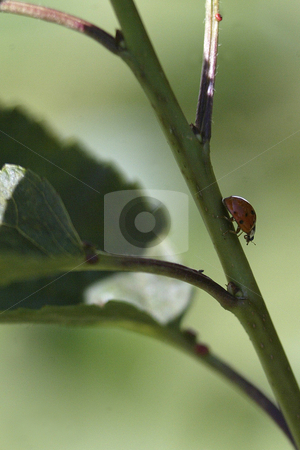 To use this stock image in your creative project, please select the size you need over to the right and click the "Add to Cart" button.
Your downloaded image will come with the Cutcaster watermark removed so don’t worry about the watermark you see on this page. Lady Bug stock photo, July 9, 2008 A lady bug could be scene walking down the tree branch on warm sunny day in Tracyton, Washington. Lady Bugs are known t be great insects to have around the home and garden because they eat insects that can harm your plants. by Jesse Beals