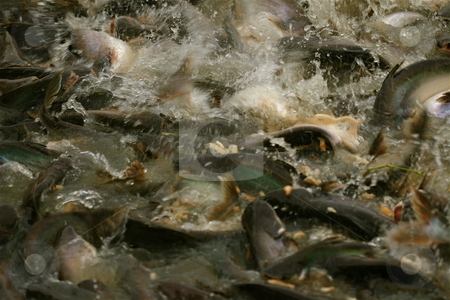 To use this stock image in your creative project, please select the size you need over to the right and click the "Add to Cart" button.
Your downloaded image will come with the Cutcaster watermark removed so don’t worry about the watermark you see on this page. Fish Frenzy stock photo, Fish fight for food by Jeff Crowe