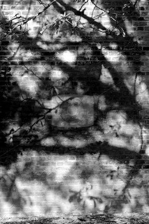 To use this stock image in your creative project, please select the size you need over to the right and click the "Add to Cart" button.
Your downloaded image will come with the Cutcaster watermark removed so don’t worry about the watermark you see on this page. Shadows of Branches on a Brick Wall stock photo, Black and White abstract image of dark shadows on a brick wall in Autumn in London by Jeff Crowe
