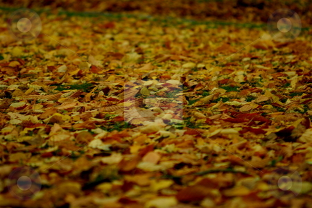 To use this stock image in your creative project, please select the size you need over to the right and click the "Add to Cart" button.
Your downloaded image will come with the Cutcaster watermark removed so don’t worry about the watermark you see on this page. Autumn leaves stock photo, Autumn leaves in a park in Stockholm by Jeff Crowe