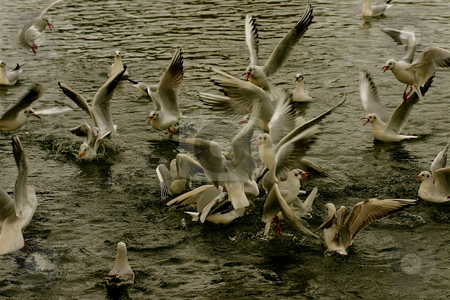 To use this stock image in your creative project, please select the size you need over to the right and click the "Add to Cart" button.
Your downloaded image will come with the Cutcaster watermark removed so don’t worry about the watermark you see on this page. Gulls attacking stock photo, A swarm of gulls attacking food in the River Thames in Windsor by Jeff Crowe