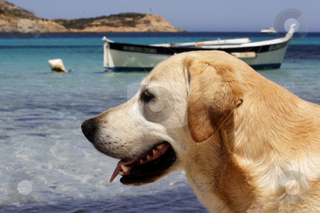 To use this stock image in your creative project, please select the size you need over to the right and click the "Add to Cart" button.
Your downloaded image will come with the Cutcaster watermark removed so don’t worry about the watermark you see on this page. Labrador dog with traditional Corsican fishing boat stock photo, Labrador dog with traditional Corsican fishing boat in background by Mark Yuill