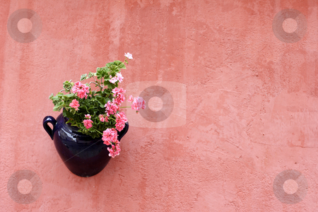 To use this stock image in your creative project, please select the size you need over to the right and click the "Add to Cart" button.
Your downloaded image will come with the Cutcaster watermark removed so don’t worry about the watermark you see on this page. Traditional hanging plant stock photo, A traditional hanging plant pot on terracotta painted wall by Mark Yuill