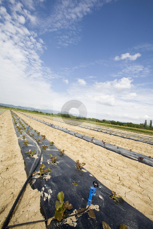 To use this stock image in your creative project, please select the size you need over to the right and click the "Add to Cart" button.
Your downloaded image will come with the Cutcaster watermark removed so don’t worry about the watermark you see on this page. Intensive vegtable farming with water irigation stock photo, Intensive vegtable farming with water irigation France by Mark Yuill