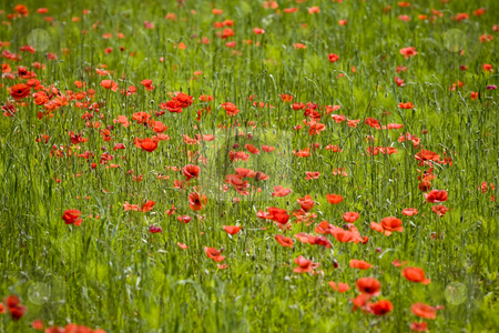 To use this stock image in your creative project, please select the size you need over to the right and click the "Add to Cart" button.
Your downloaded image will come with the Cutcaster watermark removed so don’t worry about the watermark you see on this page. Red poppies growing in field early summer France stock photo, Red poppies growing in field early summer France by Mark Yuill