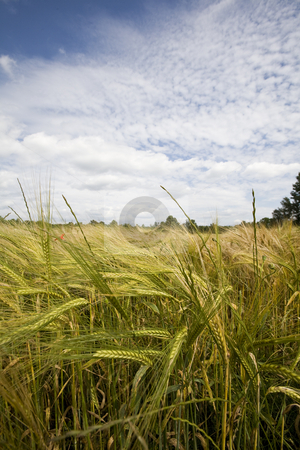 To use this stock image in your creative project, please select the size you need over to the right and click the "Add to Cart" button.
Your downloaded image will come with the Cutcaster watermark removed so don’t worry about the watermark you see on this page. Wheat crop growing in field France stock photo, Healthy wheat crop growing in field France by Mark Yuill