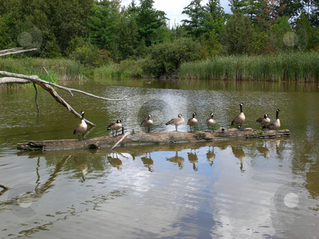 To use this stock image in your creative project, please select the size you need over to the right and click the "Add to Cart" button.
Your downloaded image will come with the Cutcaster watermark removed so don’t worry about the watermark you see on this page. Canada geese lined up on log stock photo, by J.G. Byers
