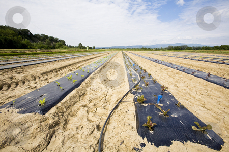 To use this stock image in your creative project, please select the size you need over to the right and click the "Add to Cart" button.
Your downloaded image will come with the Cutcaster watermark removed so don’t worry about the watermark you see on this page. Intensive vegtable farming with water irigation stock photo, Intensive vegtable farming with water irigation France by Mark Yuill