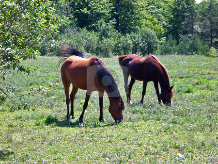 To use this stock image in your creative project, please select the size you need over to the right and click the "Add to Cart" button.
Your downloaded image will come with the Cutcaster watermark removed so don’t worry about the watermark you see on this page. Two horses grazing stock photo, by J.G. Byers