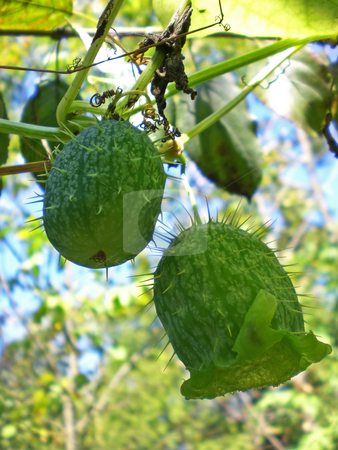 To use this stock image in your creative project, please select the size you need over to the right and click the "Add to Cart" button.
Your downloaded image will come with the Cutcaster watermark removed so don’t worry about the watermark you see on this page. Wild cucumbers (Echinocystis lobata) stock photo, by J.G. Byers