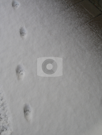 To use this stock image in your creative project, please select the size you need over to the right and click the "Add to Cart" button.
Your downloaded image will come with the Cutcaster watermark removed so don’t worry about the watermark you see on this page. Paw prints in the snow stock photo, Paw prints in the snow by Mbudley Mbudley